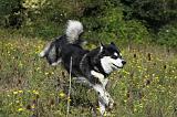 ALASKAN MALAMUTE 353